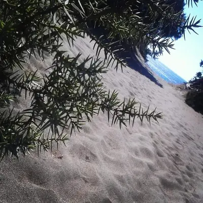 a tree branch in the sand on a beach at Cedrus and Sea, beachfront house, Gennadi, Rhodes in Gennadi