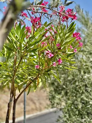 a small tree with pink flowers on it at Villa Papagiorgio Luxury and Harmony in Gennadi