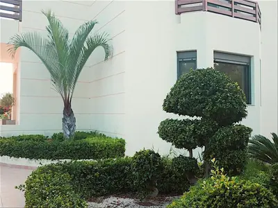 a house with a palm tree and bushes in front of it at Lucia's Secret Garden in Asgourou