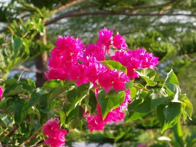 a bunch of pink flowers on a bush at Pefkos Beachfront Villa in Pefki Rhodes