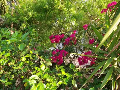 a group of pink flowers in a garden at Pefkos Beachfront Villa in Pefki Rhodes