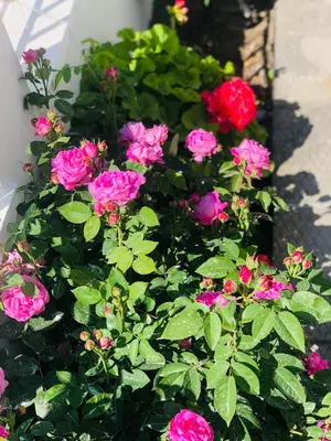 a bunch of pink roses in a flower pot at Lemon tree's house in Kalavárda