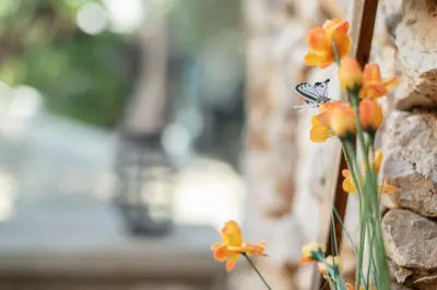 a butterfly sitting on a flower next to a wall at Little Karafillias Chalki House in Halki