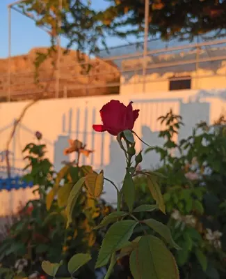 a red rose is growing in a garden at Endless Blue Stegna in Archangelos