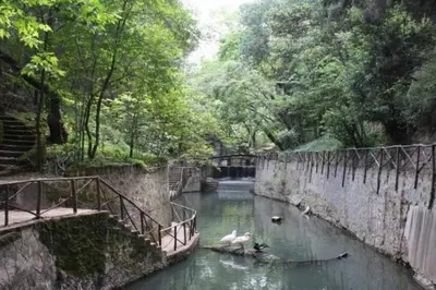 a river with two swans swimming in it at Oasis in the Heart of Rhodes, next to Old Town, near Beaches - Haven Home in Rhodes Town