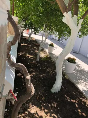 a row of trees in a garden next to a building at Chrysanthi’s in Faliraki