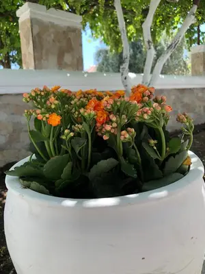 a white planter with orange flowers in it at Chrysanthi’s in Faliraki