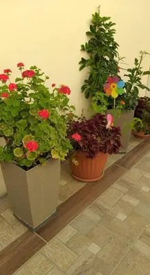 four potted plants sitting on a shelf in a room at Niochori apartments 3 in Rhodes Town