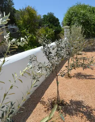 a small plant next to a white fence at Studios Maria Christina in Faliraki