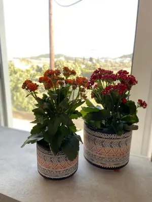 two vases with flowers on a table in front of a window at Oliva in Faliraki