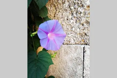 a purple flower on the side of a stone wall at Natasha's Nest in Rhodes Town