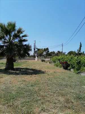a palm tree in the middle of a field at Katerina Villa In Kiotari in Kiotari