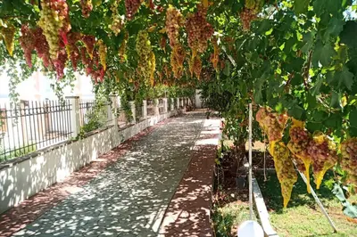 a garden with grapes hanging from a tree at Venus Island Studios in Líndos