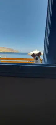 a dog looking through a window of an airplane at Symi . VILLA CALME (Sur la Mer). in Symi