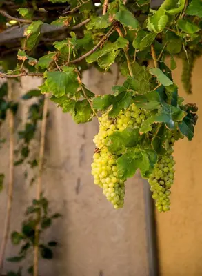 a bunch of green grapes hanging from a tree at Garden House Elli beach 2 min in Rhodes Town