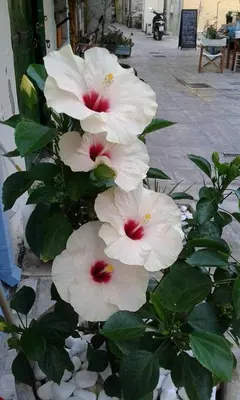 a group of white flowers on a plant at Albatros in Symi