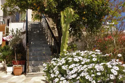 a staircase leading up to a house with flowers at Traditional Stone house in Rhodes Town