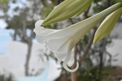 a white flower hanging from a tree at Casa al mare in Archangelos