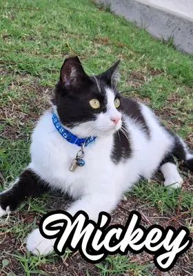 a black and white cat laying on the grass at Wonderview Exclusive Apartment in Kremasti