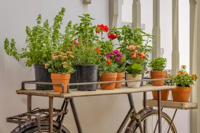 a bunch of plants in pots on a bike at Amarada City Suites in Rhodes Town