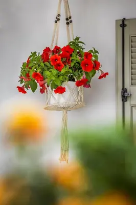 a hanging flower basket with red flowers in it at Amarada City Suites in Rhodes Town