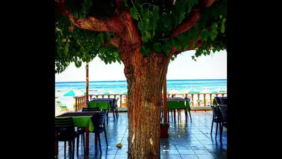 a tree with chairs and tables in front of the beach at Paradise Studios in Faliraki