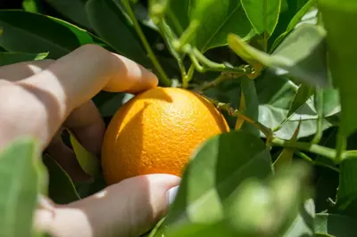 a person holding an orange in a tree at Heliopetra Villa in Koskinou