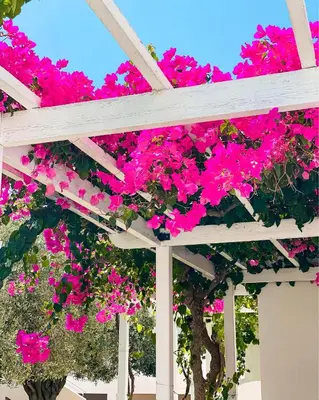 a white pergola filled with pink flowers at Lindos Athena in Líndos