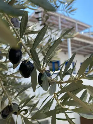 a branch of a tree with olives on it at Lindos Athena in Líndos