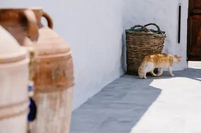 an orange and white cat walking next to a building at 1919's House in Asklipiḯon