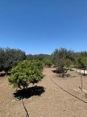 a dirt field with trees and a blue sky at Secret Edem in Kolimbia