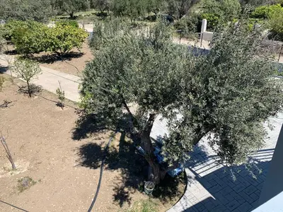 an overhead view of a tree in a park at Secret Edem in Kolimbia