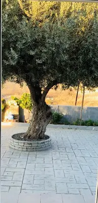 a tree in a stone circle in a park at Secret Edem in Kolimbia
