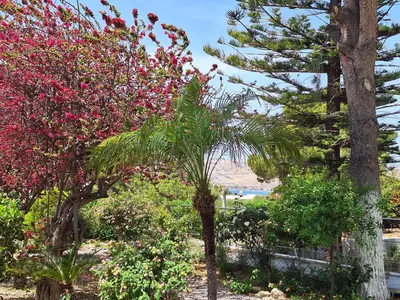 a group of trees and plants with pink flowers at POUNEDES LUXURY SUITES in Pefki Rhodes