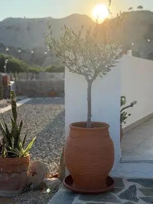 a vase with a tree in it next to two plants at Althea Apartments in Kolimbia