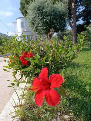 a red flower in the grass with a lighthouse in the background at Tower Traditional Pool Villa in Kremasti