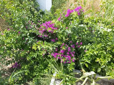 a bunch of purple flowers in a garden at Tower Traditional Pool Villa in Kremasti