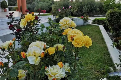 a group of yellow roses in a garden at Fiore di Rodi - Private Pool, Jacuzzi and Barbecue in Ialyssos