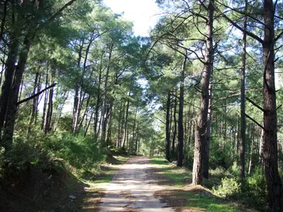 a dirt road in a forest with trees at Thomas Hotel in Monólithos