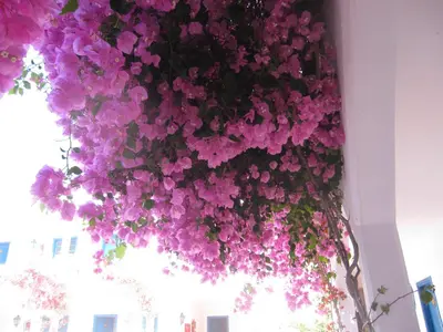 a bunch of purple flowers hanging from a ceiling at Boutique Hotel Tilos Mare in Livadia