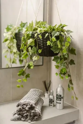 a potted plant hanging over a table in a room at Manolis Loft Apartment, Rhodes Town in Rhodes Town