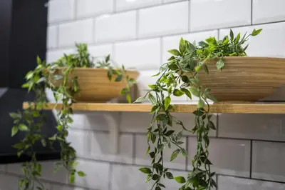 a wooden shelf with plants on a wall at Orama in Faliraki