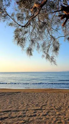 a tree hanging over a sandy beach with the ocean at FANES HOUSE in Phanaes
