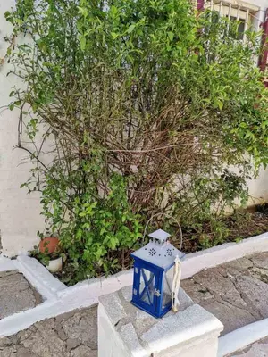 a blue box sitting in front of a bush at GIANNAS HOUSE in Symi