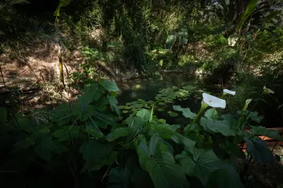 a pond with a white flower and lily pads at Villa René in Koskinou