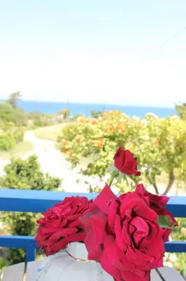 a vase filled with red roses sitting on a bench at K Farm House in Kalavárda