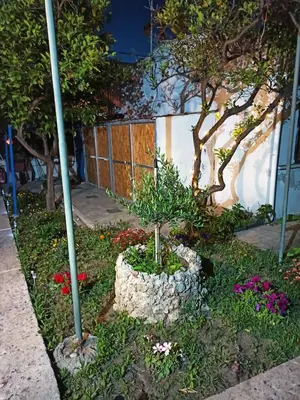 a small tree in a pot next to a fence at CHAMBRE BLANCHE in Ialyssos