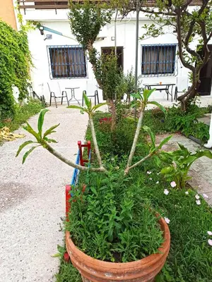 a planter with plants in front of a building at CHAMBRE BLANCHE in Ialyssos