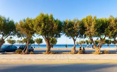a row of trees on a sidewalk next to a beach at CHAMBRE BLANCHE in Ialyssos