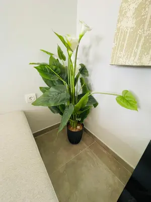 a plant sitting on a floor next to a wall at Vixen Apartment in Theologos
